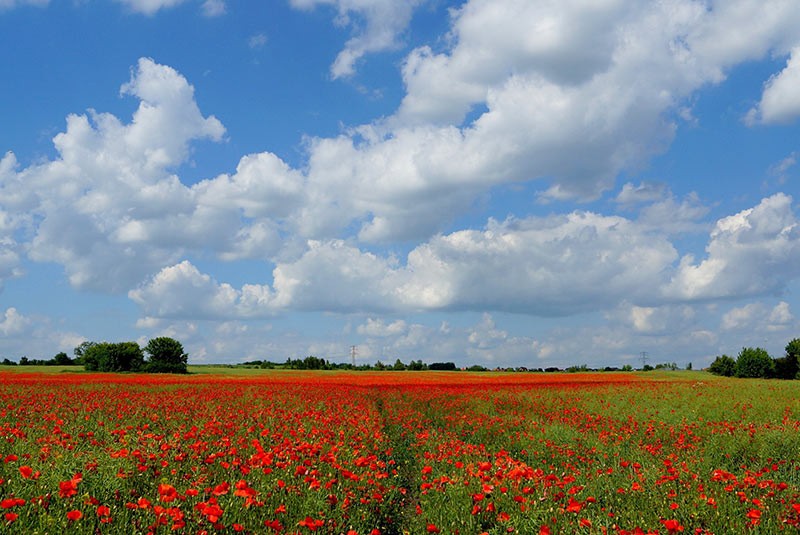 Sommer Landschaft Weite
