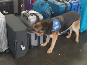 Zollhund Harro